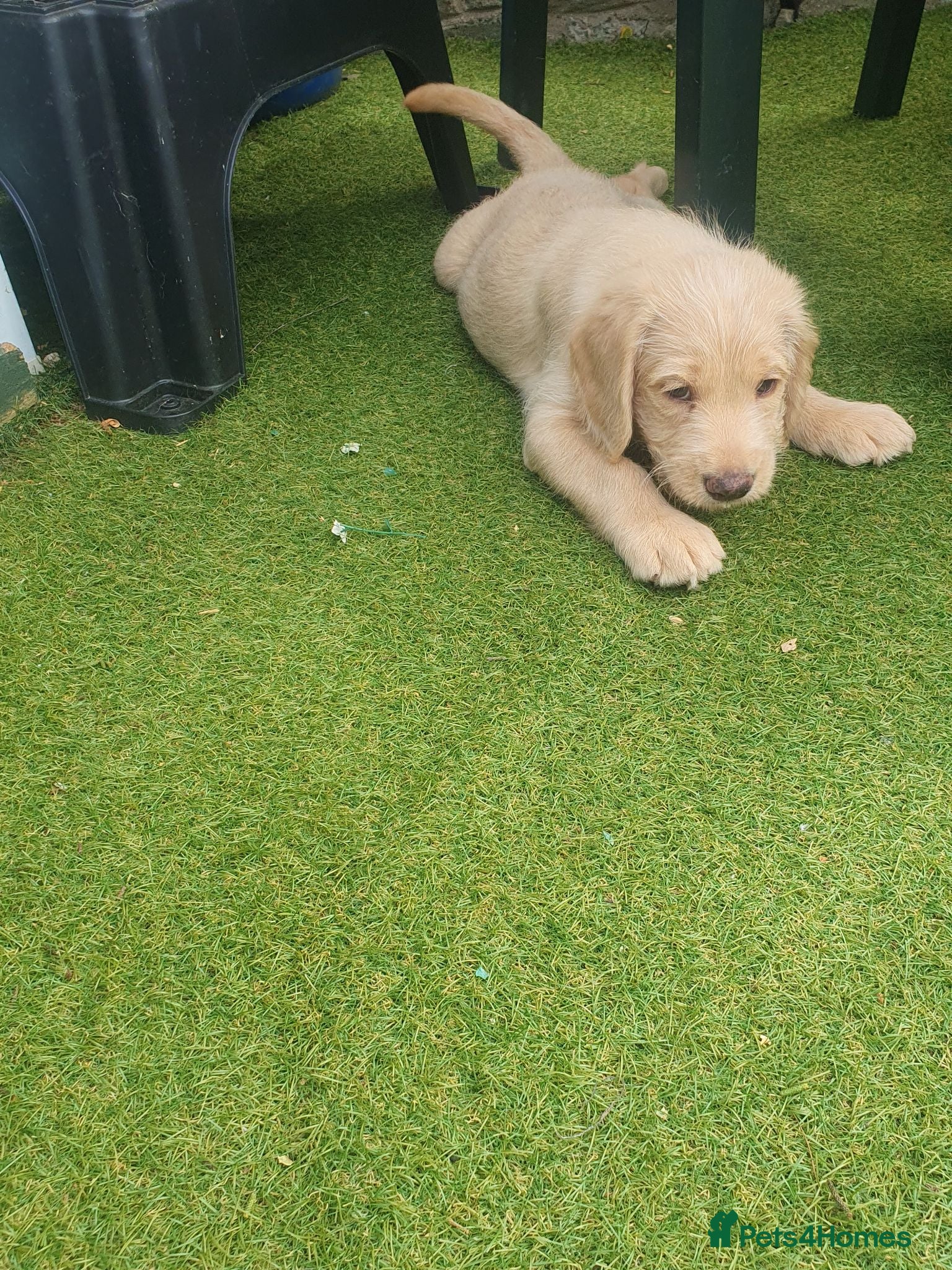 Labradoodle dogs Miniature labradoodles  - Advert 18