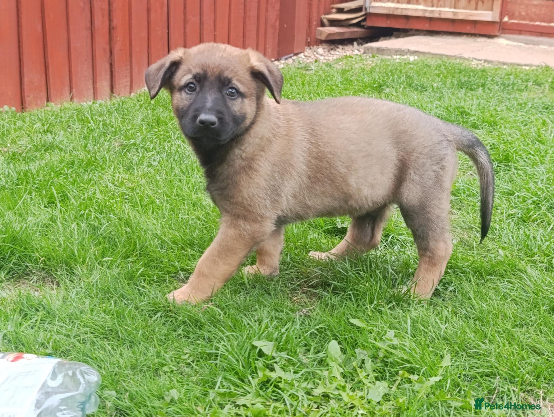 Mixed Breed dogs German Shepherd x Belgium Malinois Puppies  - Advert 2