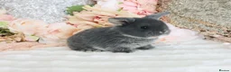 Mini Lop rabbits for sale: Cute Blue Mini Lop Babies  in Wisbech - Advert 9