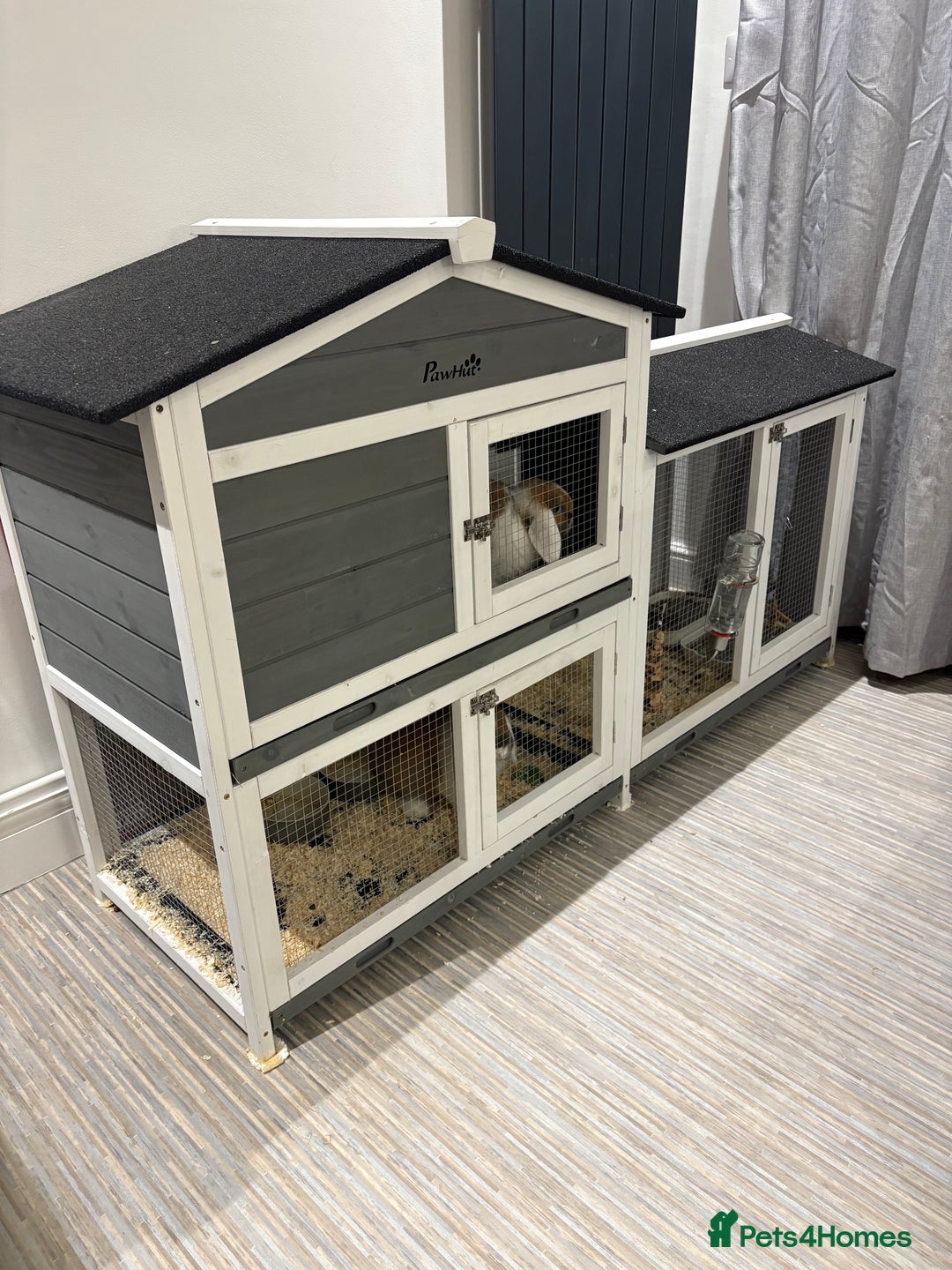 Mini Lop rabbits for sale: X2 Mini Lop Male Rabbits  - Advert 9