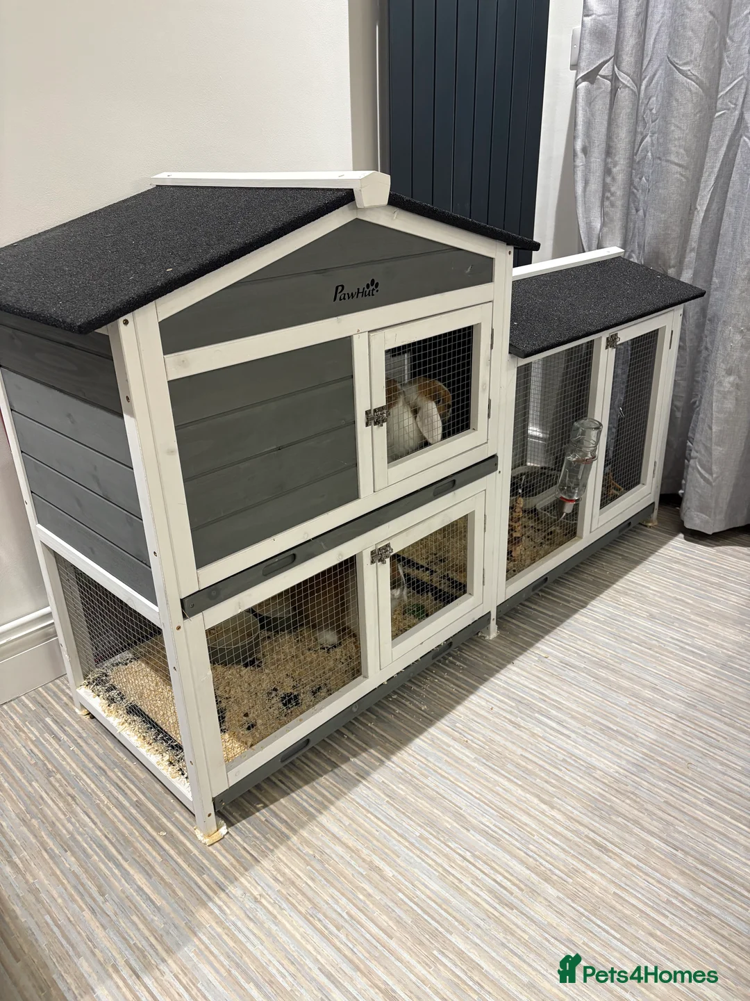 Mini Lop rabbits for sale: X2 Mini Lop Male Rabbits  - Advert 9