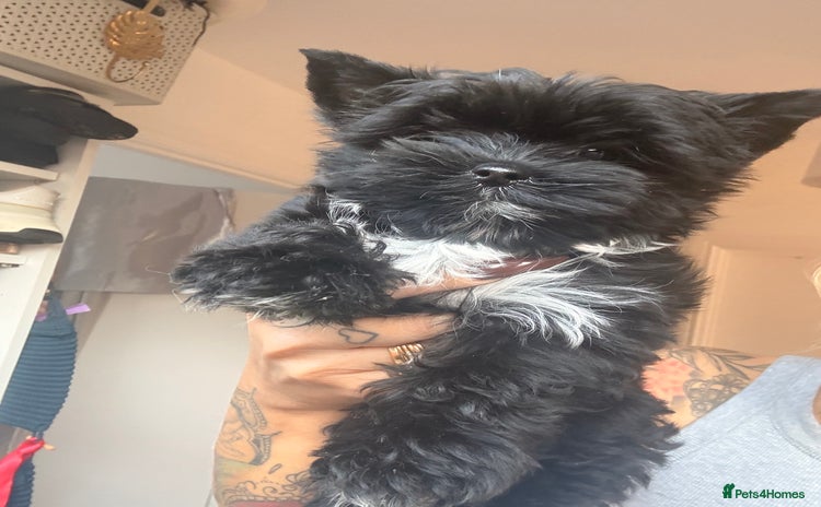 Yorkshire Terrier dogs 🐶🐶Black Yorkie  ready to rehome 🐶🐶 - Advert 1