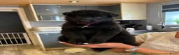 German Shepherd dogs for stud: *Proven* Black German Shepherd Dog Male at Stud  - Advert 30