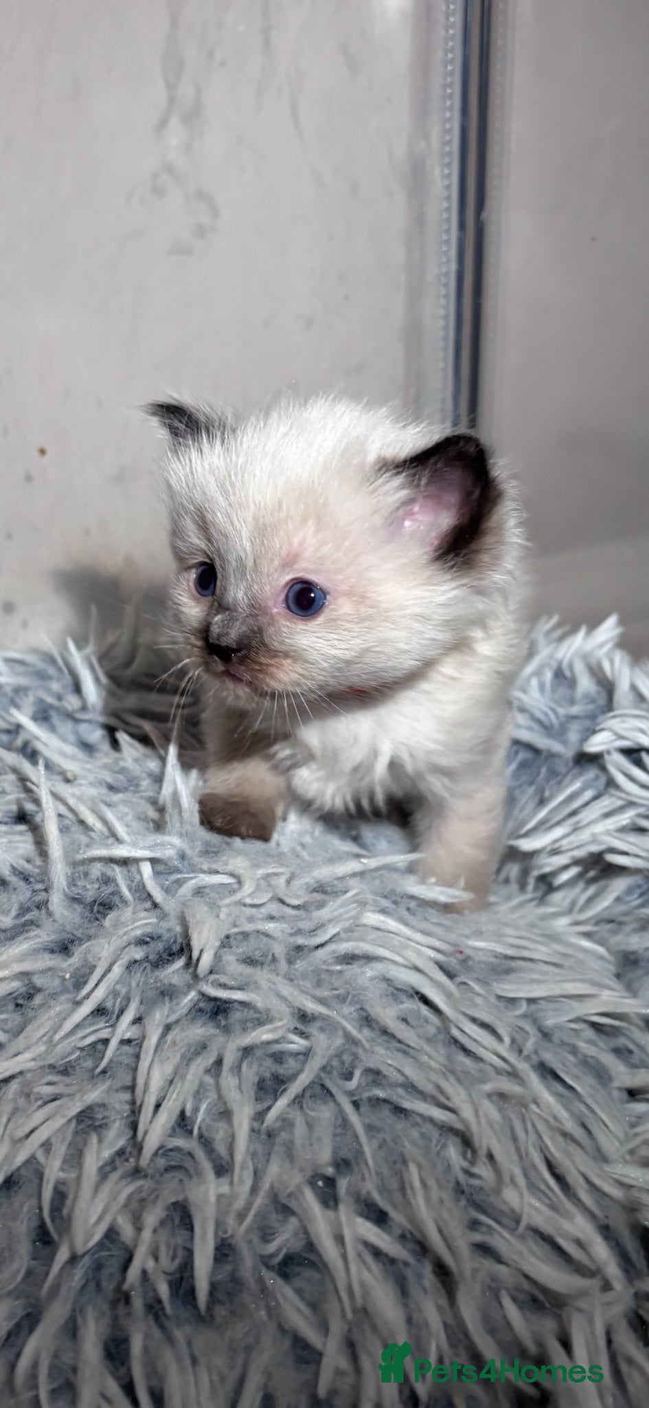 Ragdoll cats Beautiful fluffy ragdoll babies x - Advert 4