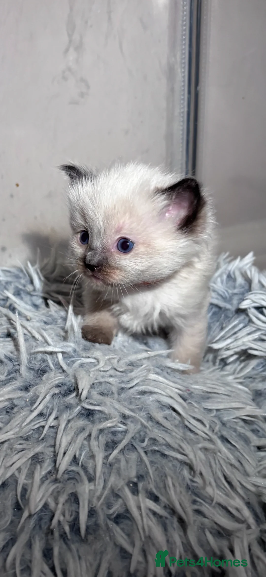 Ragdoll cats for sale: Beautiful fluffy ragdoll babies x - Advert 1