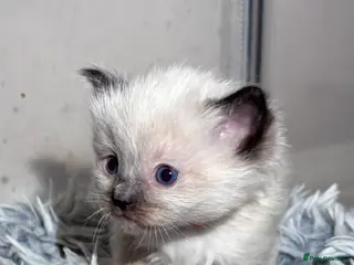 Ragdoll cats Beautiful fluffy ragdoll babies x - Advert 4