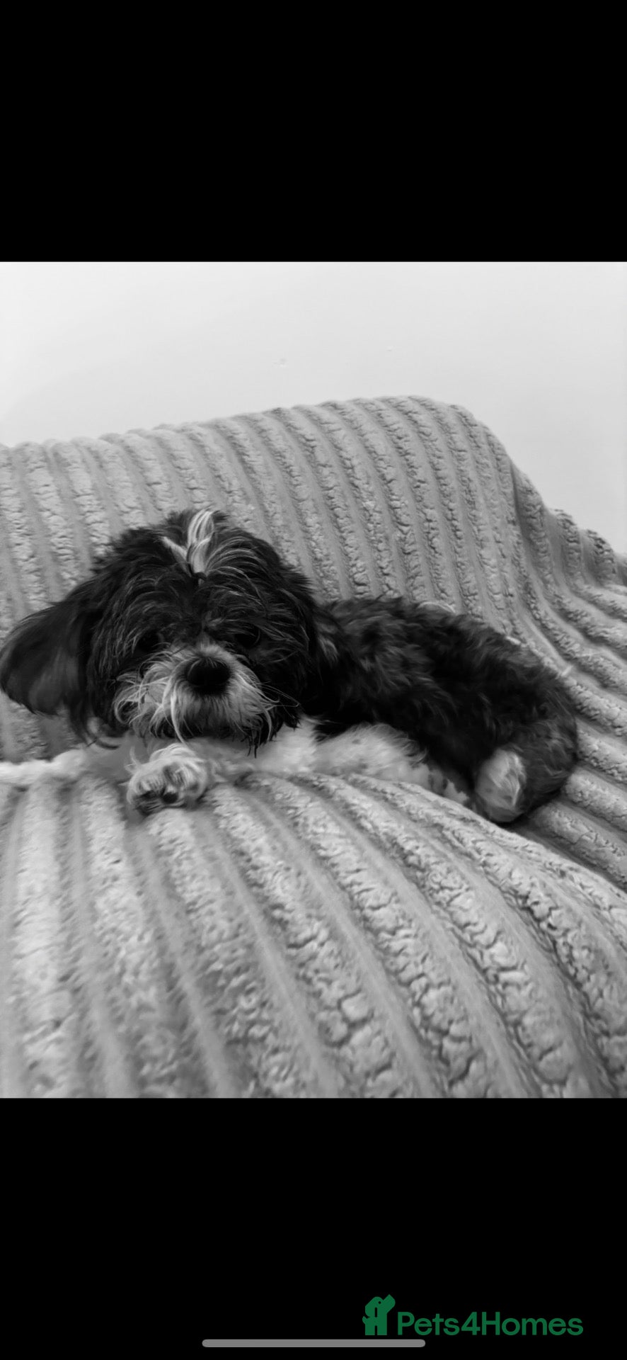 Shih Tzu dogs Shih tzu puppies  - Advert 14