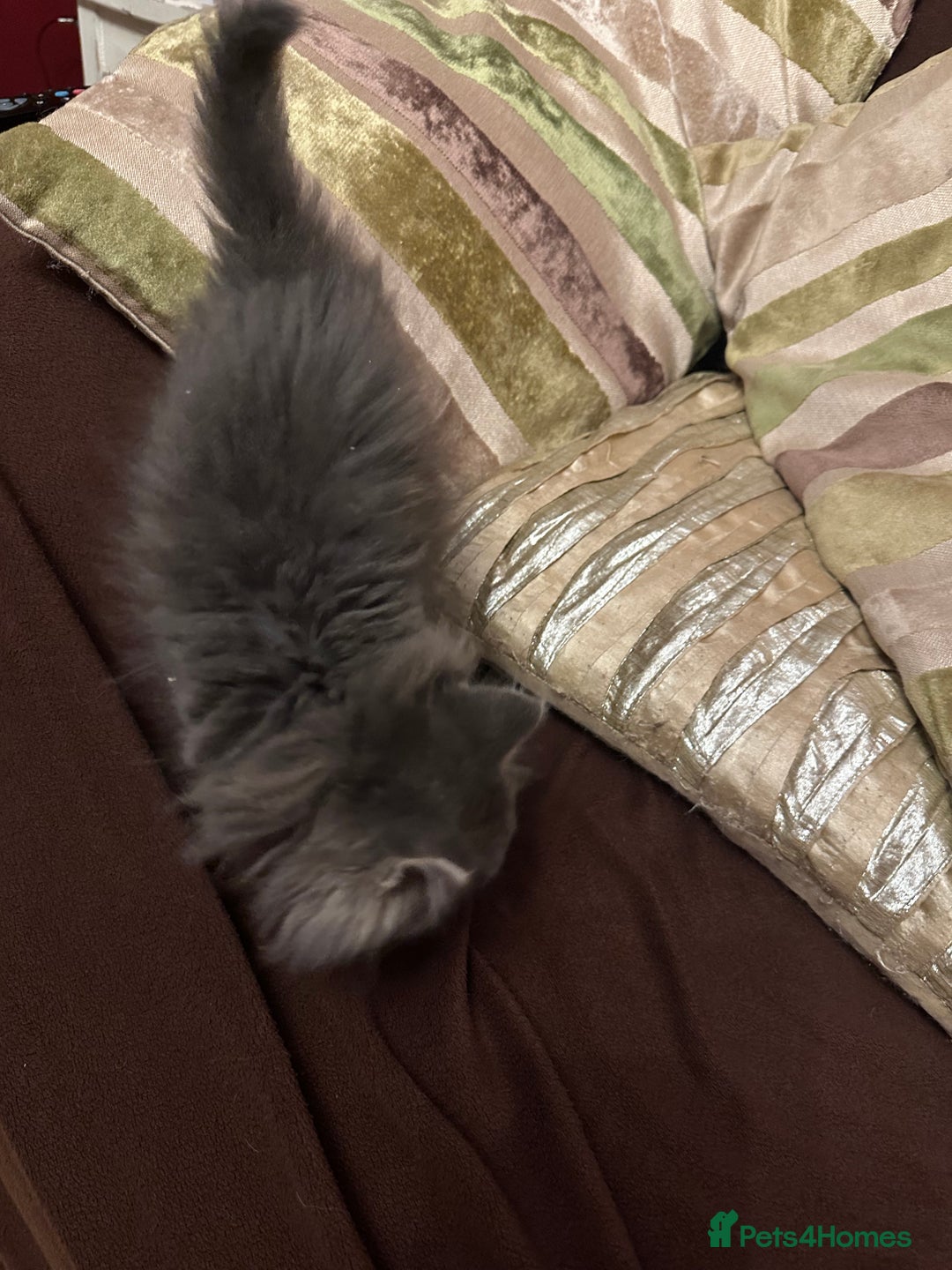 Mixed Breed cats for sale: Stunning fluffy grey boy - Advert 10