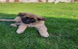 German Shepherd dogs for sale: Straight back gsd puppies  - Image 16