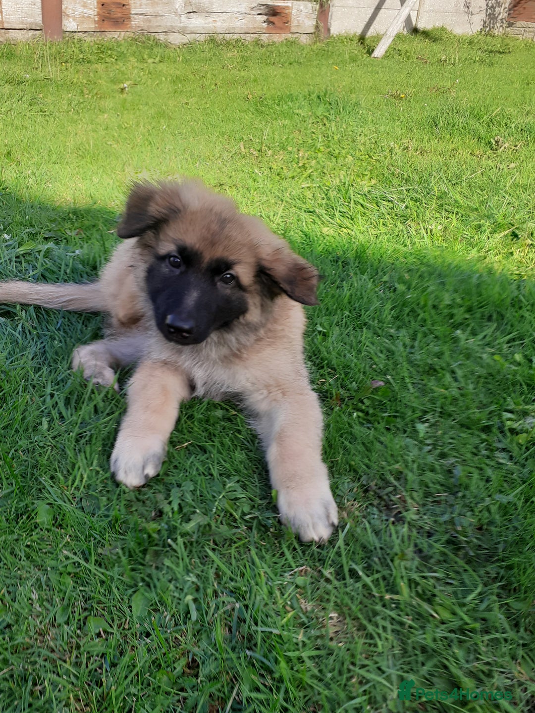 German Shepherd dogs for sale: Straight back gsd puppies  - Image 16