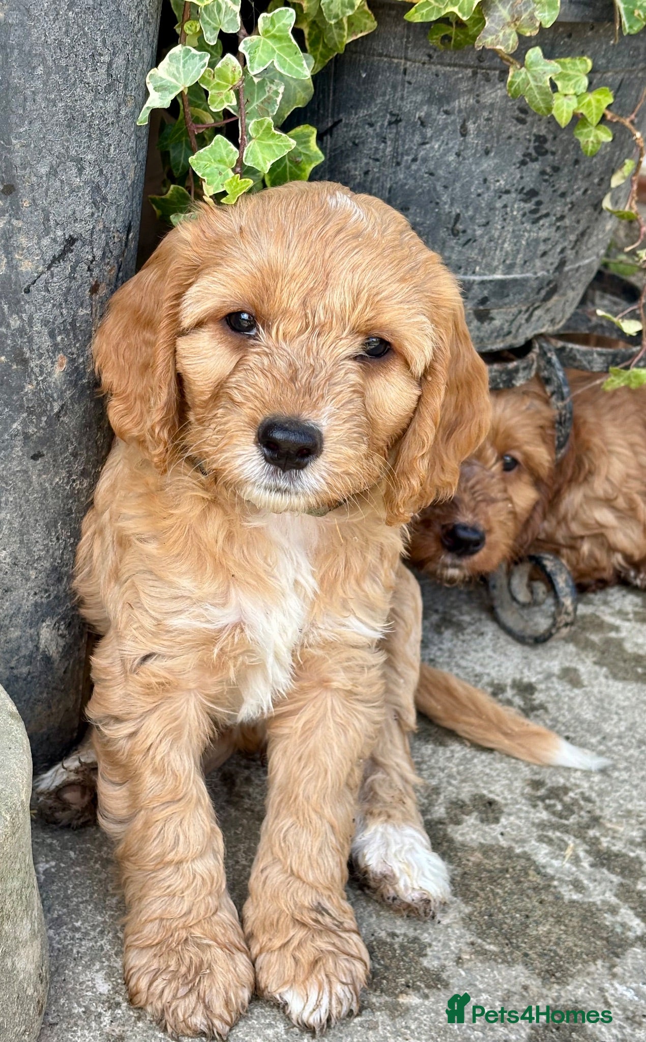 Cockapoo dogs 2 left -READY NOW GORGEOUS FOX RED COCKAPOOS - Advert 4