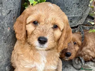 Cockapoo dogs 2 left -READY NOW GORGEOUS FOX RED COCKAPOOS - Advert 4