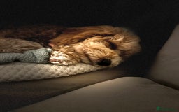 Goldendoodle dogs for sale:   ✨ Adorable 7-Month-Old Female Goldendoodle ✨ - Image 3
