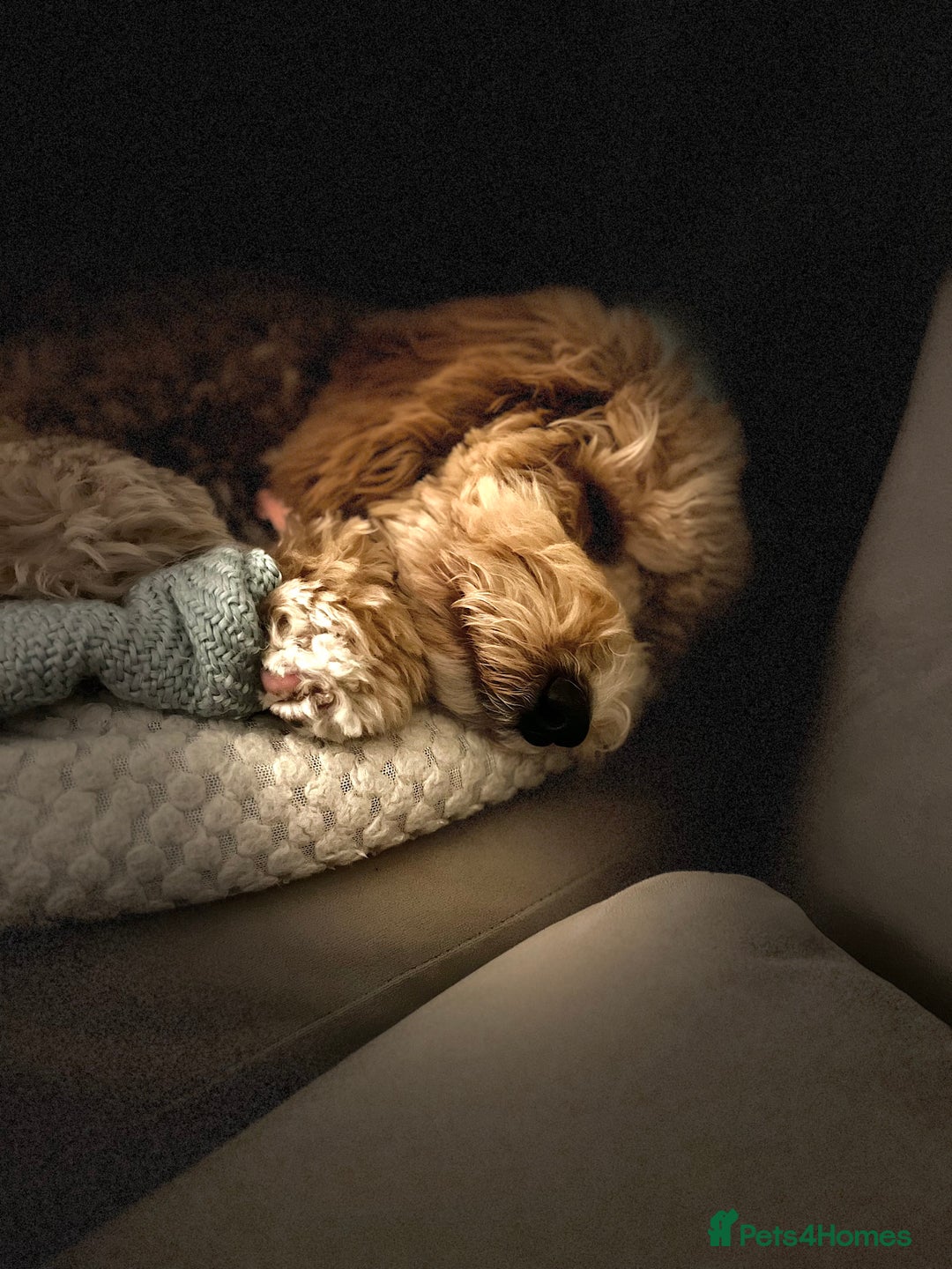 Goldendoodle dogs for sale:   ✨ Adorable 7-Month-Old Female Goldendoodle ✨ - Image 3