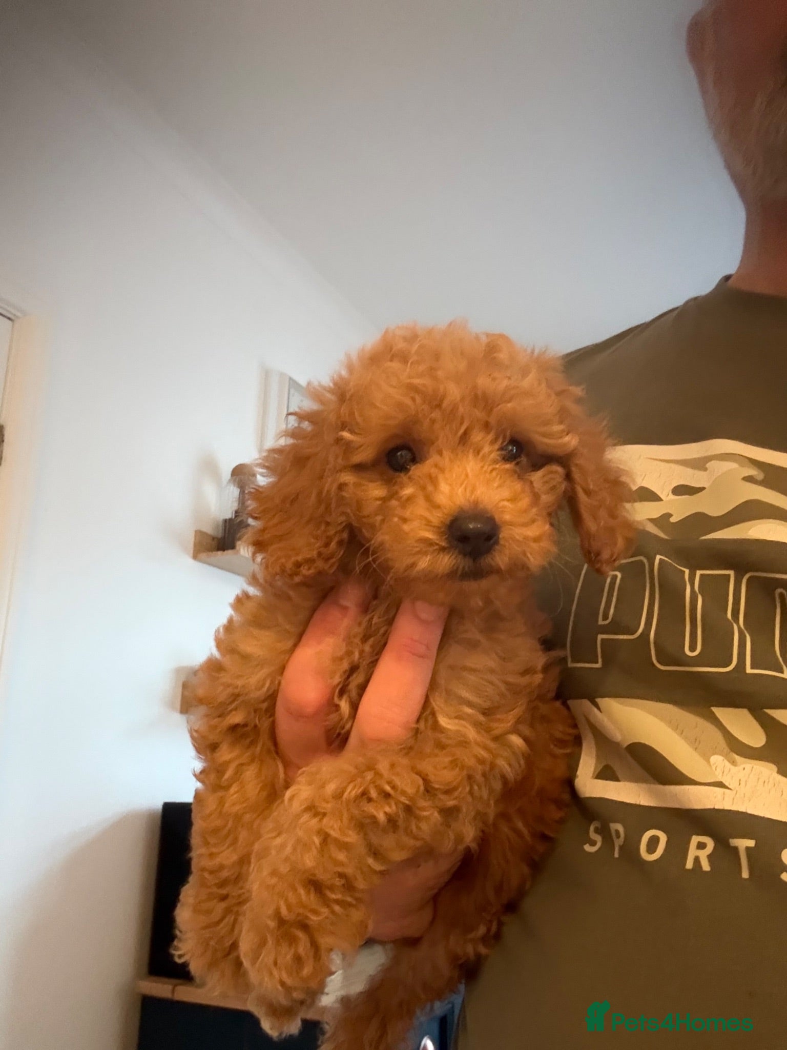 Cockapoo dogs F1b Cockapoos £945  - Advert 3