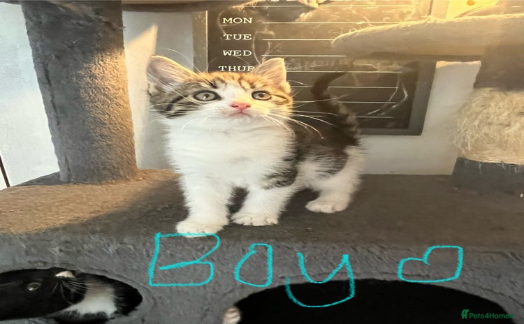 Mixed Breed cats - Advert 2