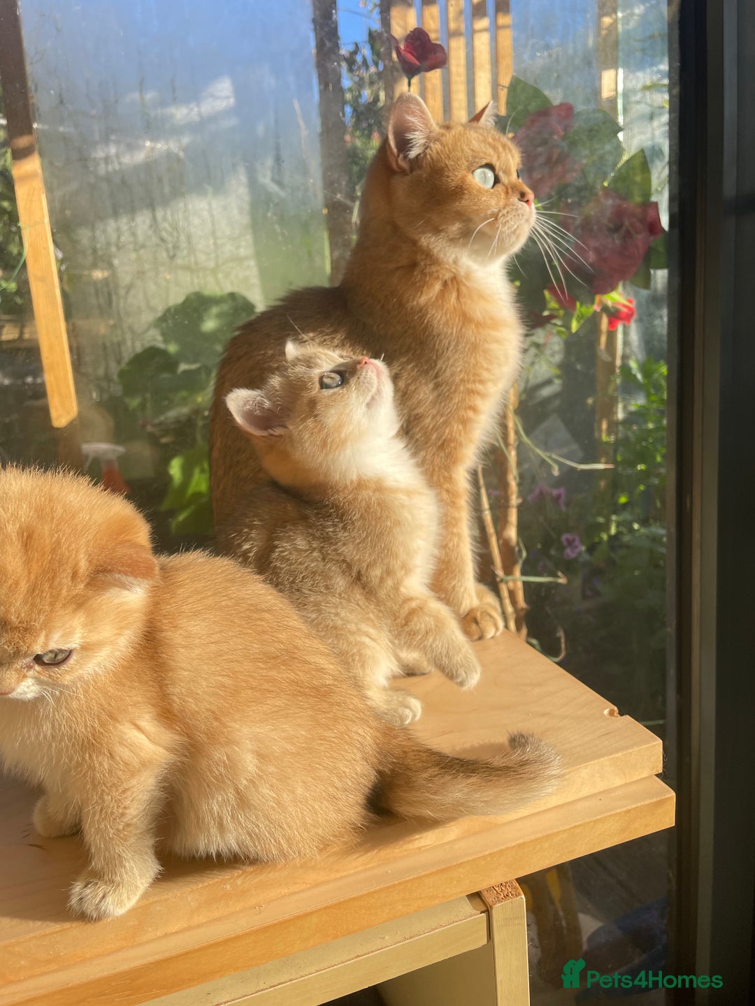 British Shorthair cats for sale: Pure breed British shorthair blue &  golden kitten - Image 20