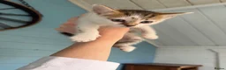 Mixed Breed cats for sale: 7 gorgeous mixed breed kittens  - Advert 22