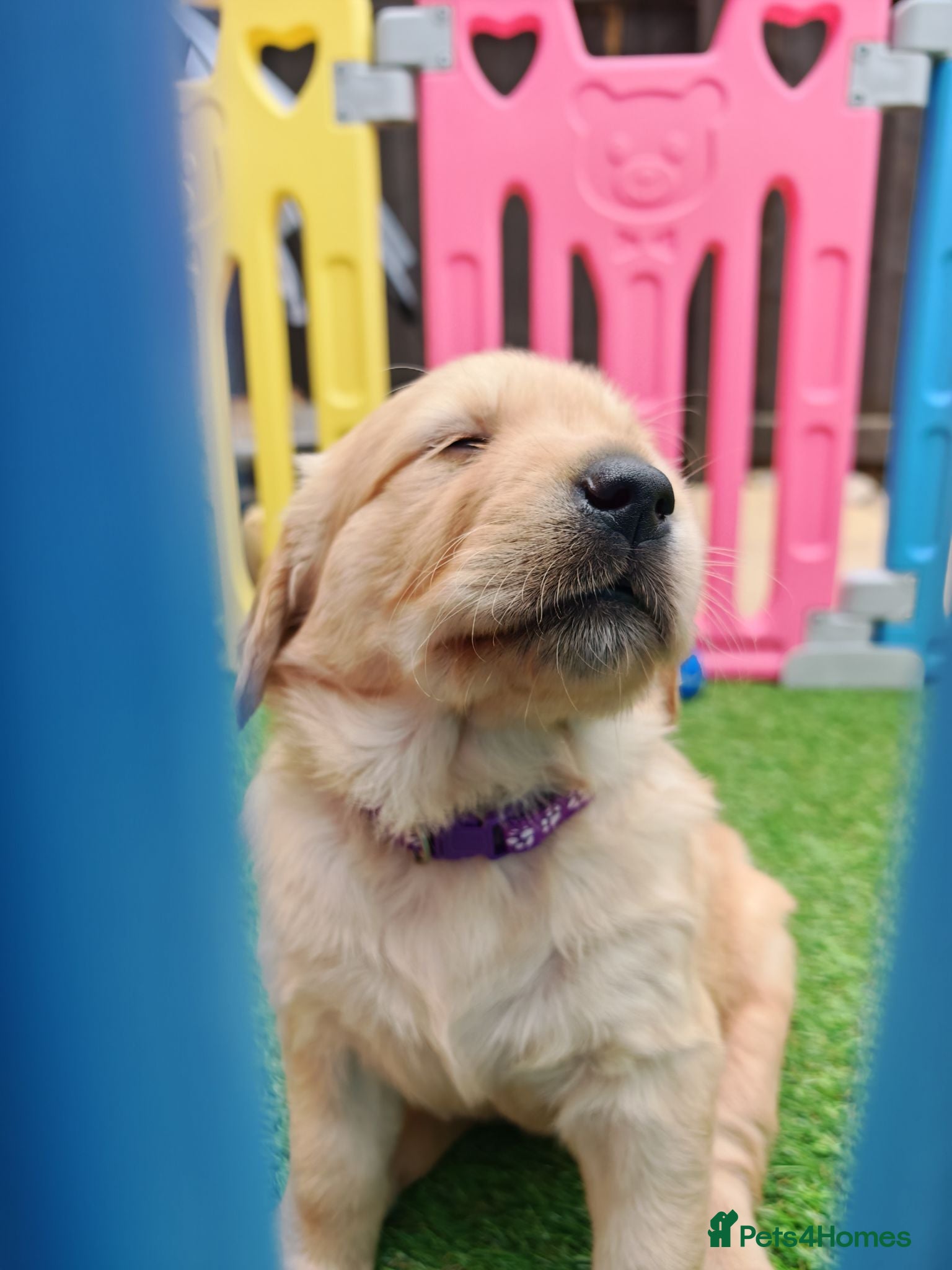 Golden Retriever dogs READY TO RESERVE  - Advert 2