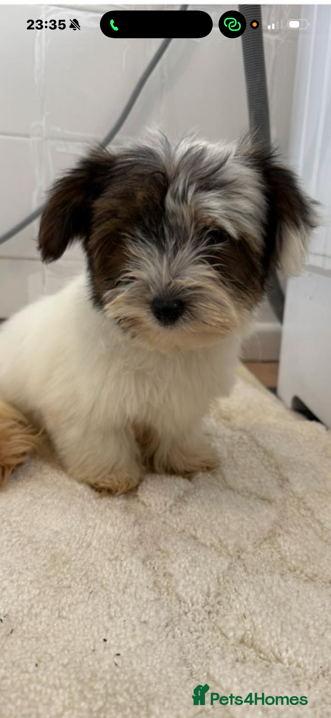 Mixed Breed dogs Yorkie terrier  - Advert 1