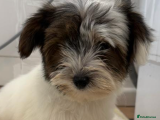 Mixed Breed dogs Yorkie terrier - Advert 5