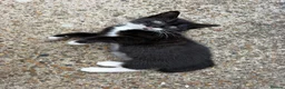 Mixed Breed cats for sale: cute black and white kittens  - Advert 2