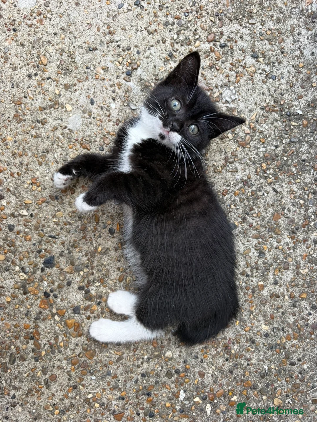Mixed Breed cats for sale: cute black and white kittens  - Advert 2