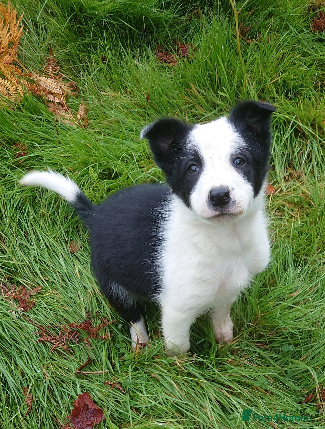 Border Collie dogs for sale: Border collie puppy  - Image 5