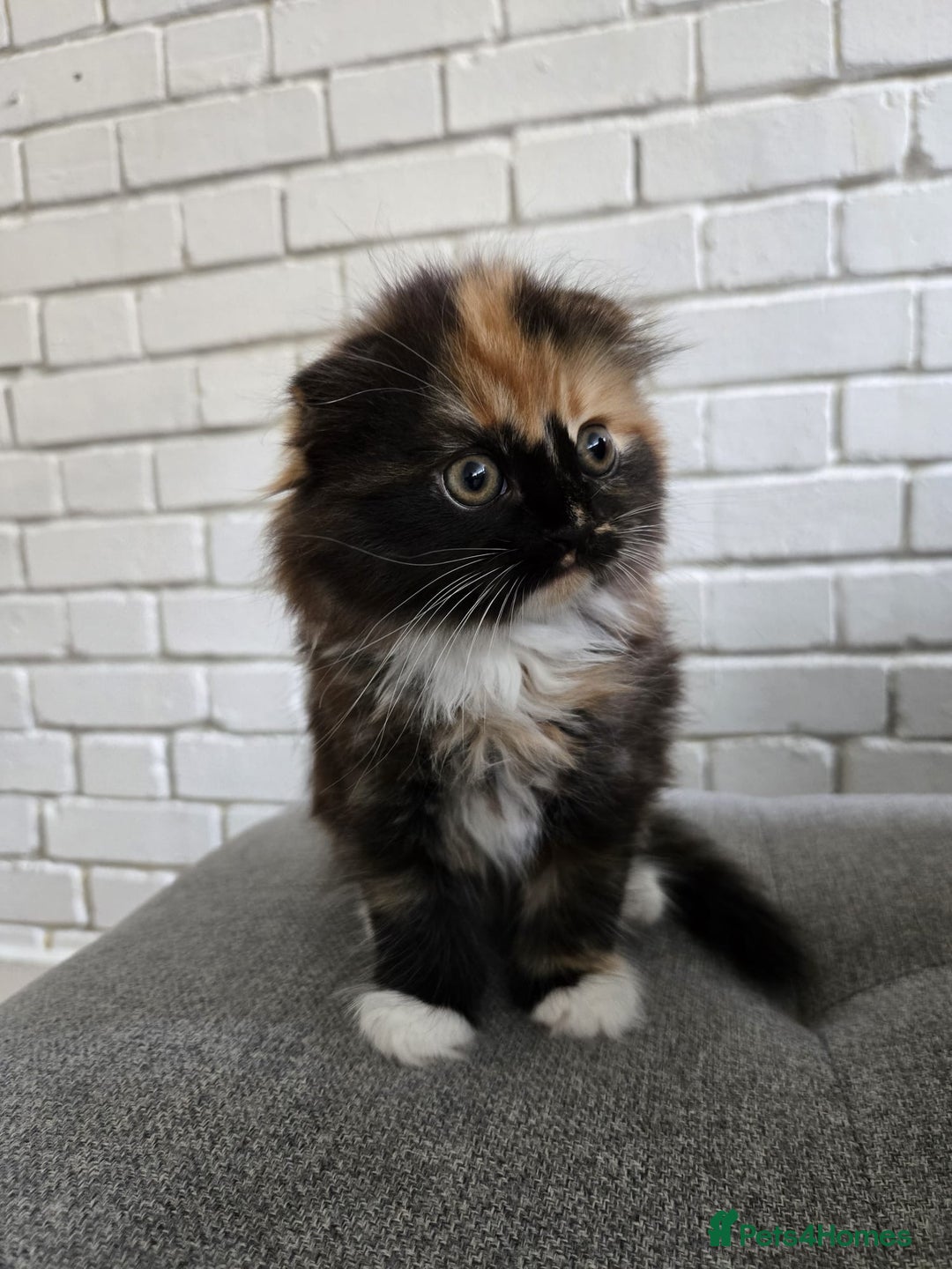 Scottish Fold cats for sale: 💖 Gorgeous Calico Scottish Fold Kitten 💖 - Image 7