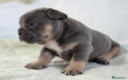 French Bulldog dogs for sale: TOP QUALITY KC REG FRENCHIES AVAILABLE  - Image 9