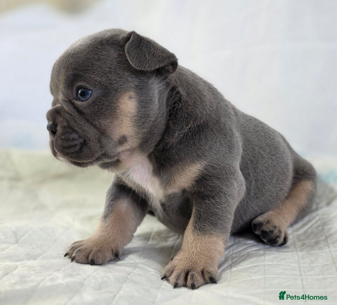 French Bulldog dogs for sale: TOP QUALITY KC REG FRENCHIES AVAILABLE  - Image 9