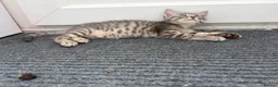 Mixed Breed cats for sale: 2 kittens for sale in Southampton - Advert 8