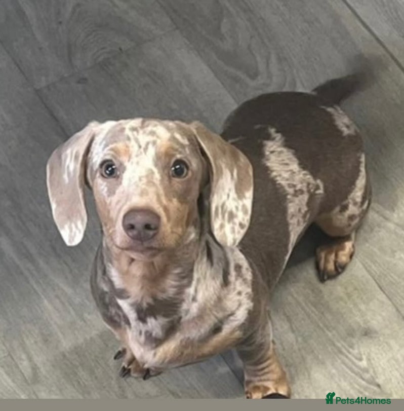 Miniature Dachshund dogs Miniature dacshound  in Evesham - Advert 4