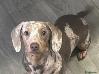 Miniature Dachshund dogs Miniature dacshound in Evesham - Advert 8