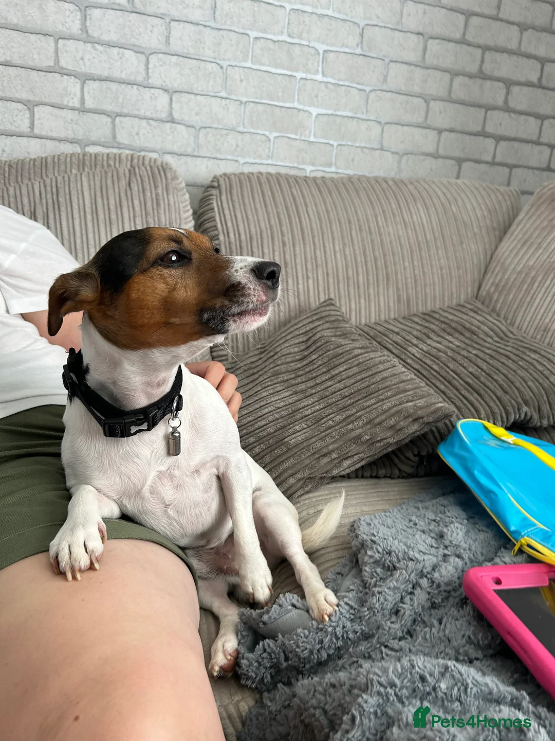 Jack Russell dogs for stud: Jack Russell for Stud in Basildon - Advert 3