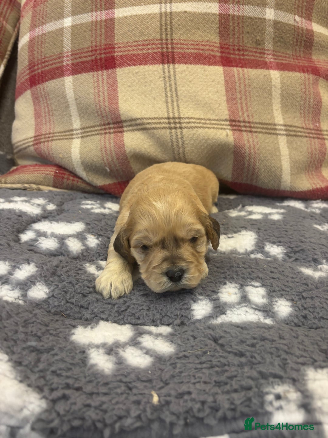 Cockapoo dogs for sale: Stunning F1 Cockapoos - Show H/Tested KC Parents!! - Advert 23