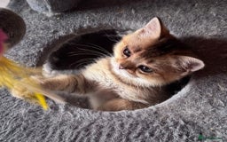 Scottish Fold cats for sale: Scottish fold kittens in hull - Image 12