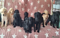 Australian Labradoodle dogs for sale: Miniture labradoodle puppies available  - Image 2