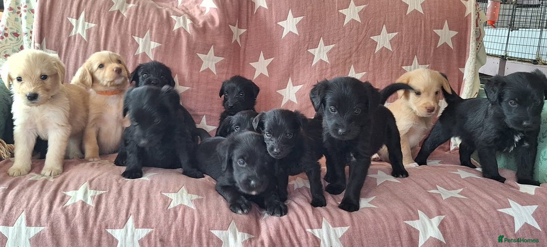 Australian Labradoodle dogs for sale: Miniture labradoodle puppies available  - Image 2