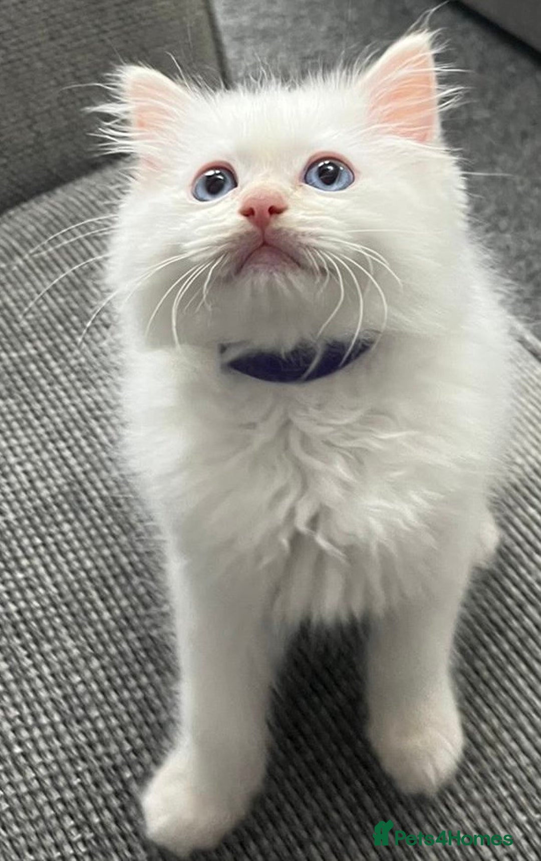 Ragdoll cats for sale: Beautiful Ragdoll Kittens, 2 Flamepoint, 1 mitted - Image 2