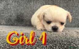 Mixed Breed dogs for sale: 🐾 Adorable Puppies Ready for Forever Homes 🐾 - Advert 5