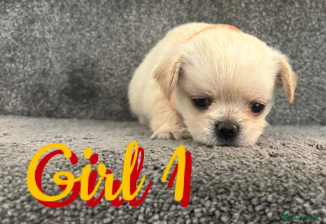 Mixed Breed dogs for sale: 🐾 Adorable Puppies Ready for Forever Homes 🐾 - Advert 5