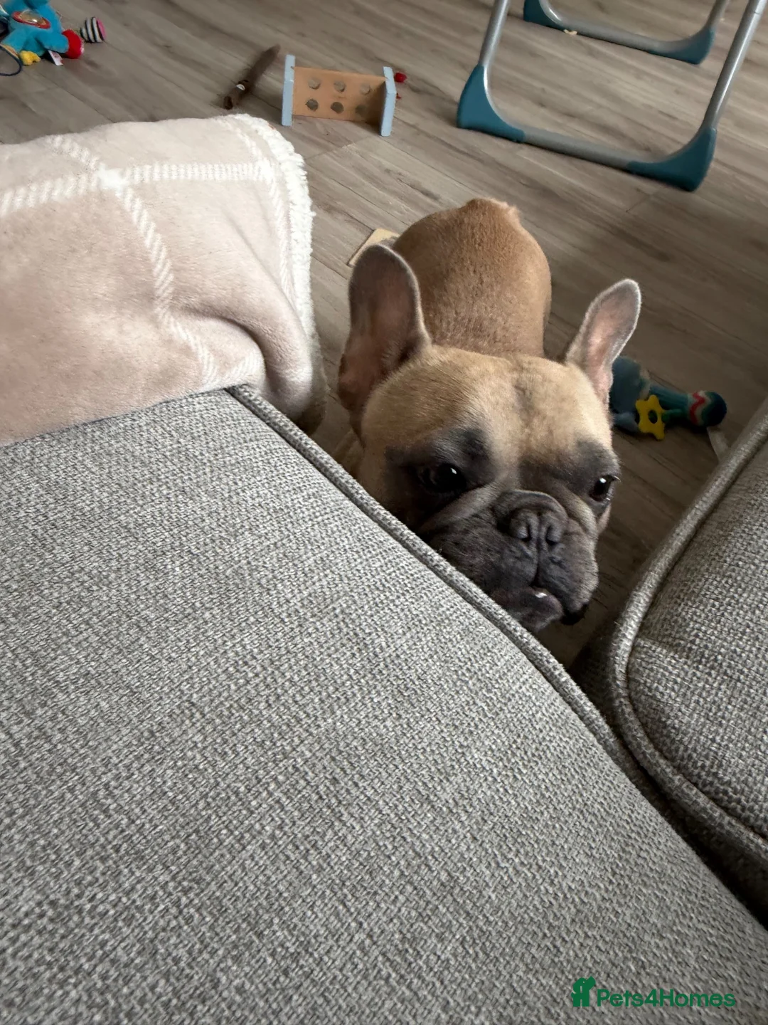 French Bulldog dogs for sale: French bulldog to a loving home in Wakefield - Advert 1