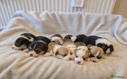 Welsh Corgi Pembroke dogs for sale: 9 Stunning Corgis  - Image 21