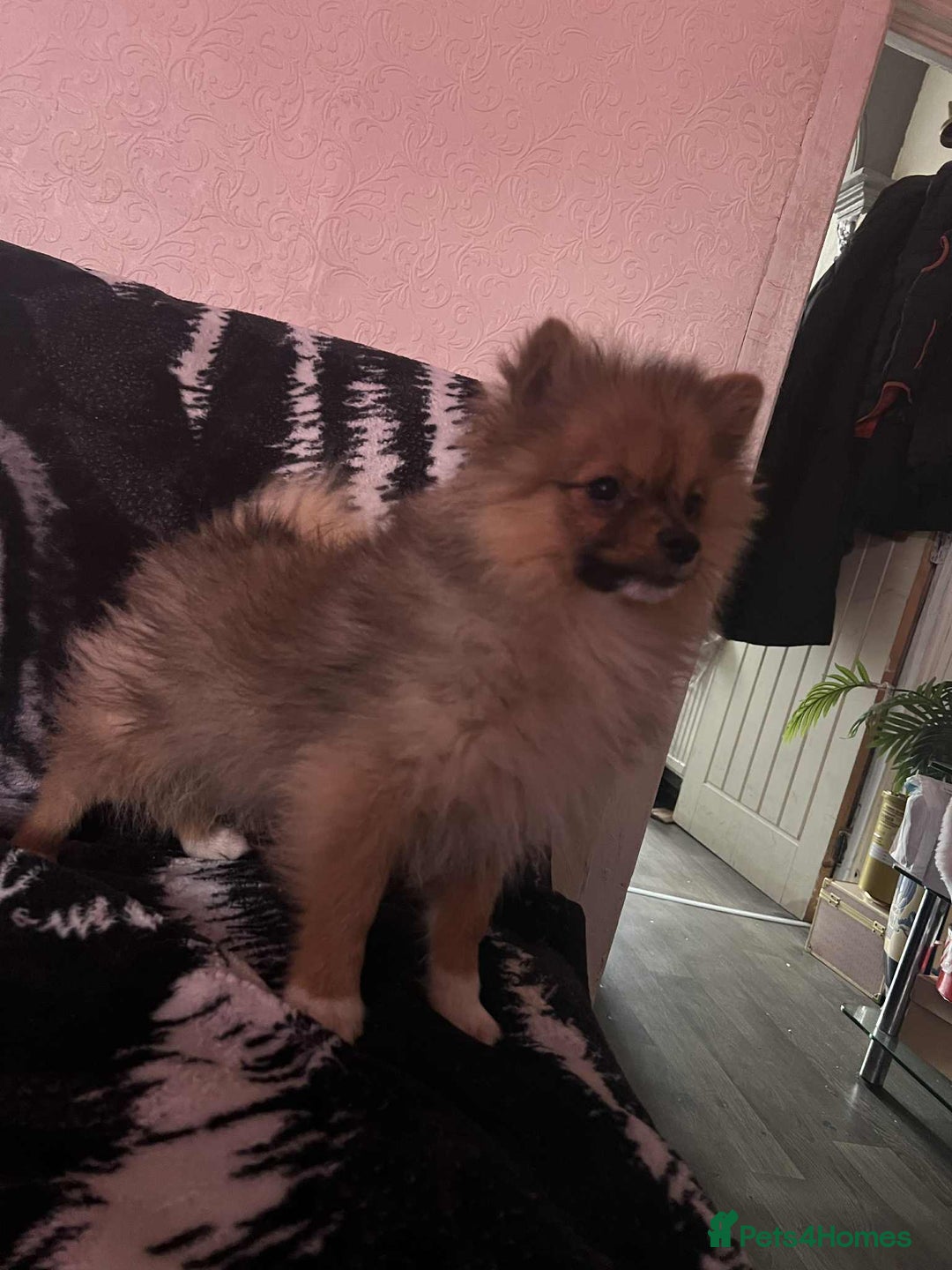 Pomeranian dogs for sale: 4 beautiful Pomeranian's looking for forever home  - Image 13