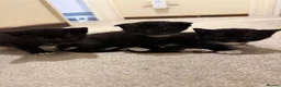 Mixed Breed cats for sale: Scottish short hair mix kittens - Advert 2