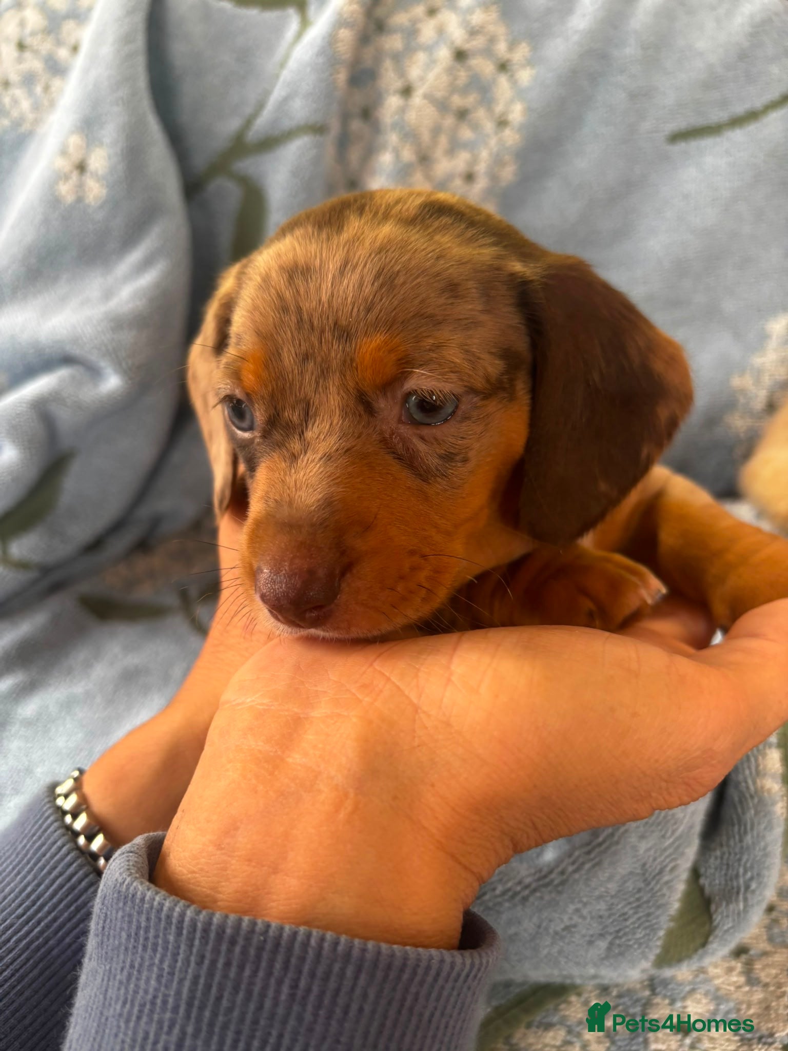 Miniature Dachshund dogs for sale: Miniature dachshund puppies - Advert 15