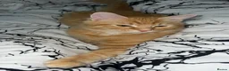 Mixed Breed cats for sale: Two Ginger Kittens Looking for a Loving Home in Salford - Advert 6