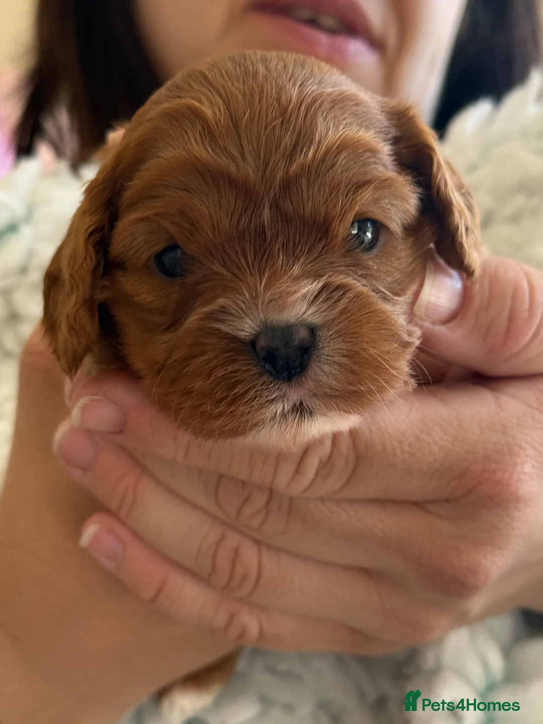 Cavapoo dogs for sale: Last Red Cavapoo Girl- Health Tested Patents!! - Advert 1