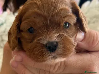 Cavapoo dogs 🐾 Last Red Cavapoo F1b teddy Puppy Available 🐾 - Advert 9